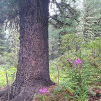 Алтай :: Андрей Л. В.