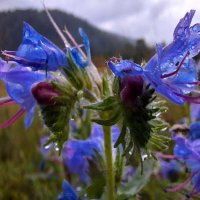 Алтай :: Андрей Л. В.