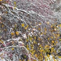 ... :: Светлана Ищенко ... :: Светлана Ищенко