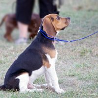 Бигль :: Светлана Ищенко