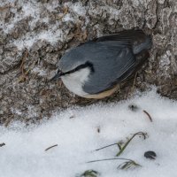 Поползень :: Виктор Иванович Чернюк Поползень :: Виктор Иванович Чернюк