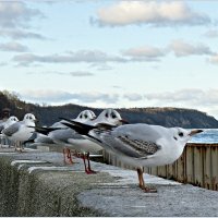 Утренние посиделки. :: Валерия Комова Утренние посиделки. :: Валерия Комова