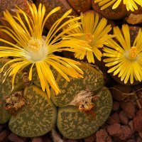 Хоть стало довольно прохладно, но живые камни цветут и сейчас :: Александр Деревяшкин