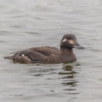 турпан. :: юрий макаров турпан. :: юрий макаров