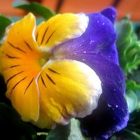 Анютины глазки :: Елена Семигина Анютины глазки :: Елена Семигина