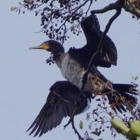 Баклан в городе :: Рита Симонова Баклан в городе :: Рита Симонова