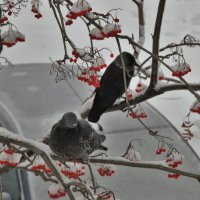 Зима в городе :: Венера Чуйкова