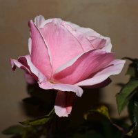 Вечерний цветок :: Константин Штарк Вечерний цветок :: Константин Штарк