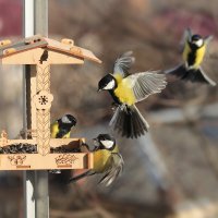 Ура, полная кормушка. :: Татьяна Бравая