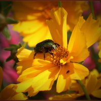 Жук на цветке. :: Александр. AVG100 --- Жук на цветке. :: Александр. AVG100 ---