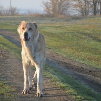 " Грозный заместитель пастуха". Алабай (среднеазиатская овчарка) :: Надежда Куркина " Грозный заместитель пастуха". Алабай (среднеазиатская овчарка) :: Надежда Куркина