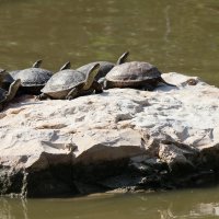 Черепахи греются на декабрьском солнышке :: Аркадий Басович Черепахи греются на декабрьском солнышке :: Аркадий Басович