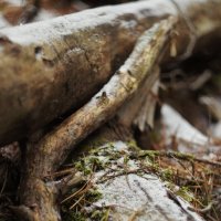 Бревна и коряги :: fogmeadowww m Бревна и коряги :: fogmeadowww m