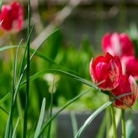 Вспоминая лето... :: Вячеслав Алтай