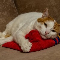 На отдыхе :: Ирина Соловьёва