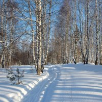 Тропа Здоровья. :: Андрей Дурапов