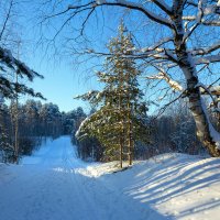 Лыжня. :: Андрей Дурапов