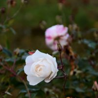 *** :: Павленко Михаил *** :: Павленко Михаил