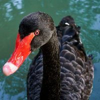 Привет Из Абхазии :: Александр Леонов