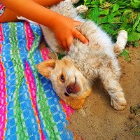 ЛЮБИМЕЦ :: Анатолий Малобродский