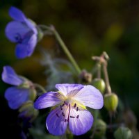 Цветок. :: Александр 