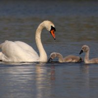 Материнство :: Георгий Бондаренко
