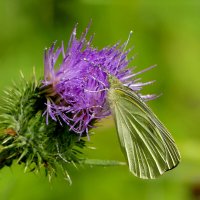 опять про бабочек...136 :: Александр Прокудин опять про бабочек...136 :: Александр Прокудин