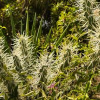 Опунция Туниката - Строптивая красавица :: Александр Деревяшкин