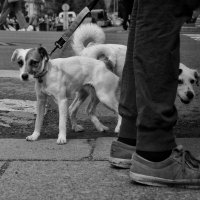 На прогулке :: Виктория Поликарпова