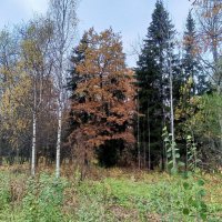 Осень :: Сапсан Осень :: Сапсан