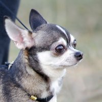 Чихуахуа :: Светлана Ищенко Чихуахуа :: Светлана Ищенко