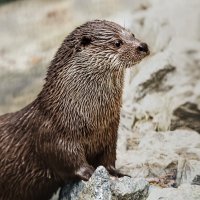 Выдра :: SanSan 