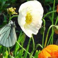 Летнее утро :: Любовь Сахарова Летнее утро :: Любовь Сахарова