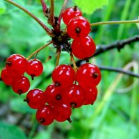 Красная смородина. :: nadyasilyuk Вознюк Красная смородина. :: nadyasilyuk Вознюк