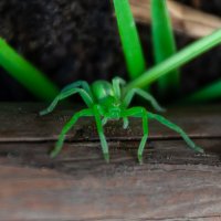 Зелёный :: Олег Загорулько Зелёный :: Олег Загорулько
