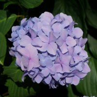 ~ *** ~ :: Алёна Савина