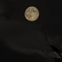 Лунный ориол :: Андрей 