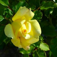 Зимой о цветах :: Милешкин Владимир Алексеевич 