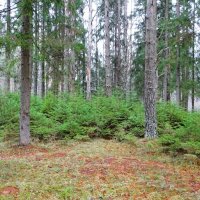 В первый день зимы. :: Милешкин Владимир Алексеевич В первый день зимы. :: Милешкин Владимир Алексеевич