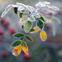 Заморозки :: ZNatasha -