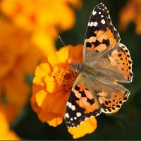 Бабочка :: ZNatasha - Бабочка :: ZNatasha -