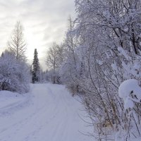 Следы невиданных зверей и наши :: Нина северянка Следы невиданных зверей и наши :: Нина северянка