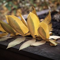 Осенний логотип. :: Лилия *