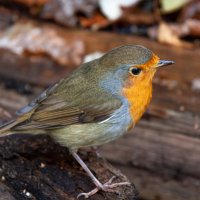 Малиновка. :: Alexandr Gunin