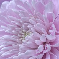 Хризантема :: Ольга Савельева Хризантема :: Ольга Савельева