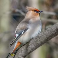 Свиристель. :: Nik Lovec Свиристель. :: Nik Lovec