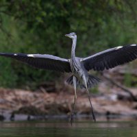 Взмах широкий, крылья шире, не спешите, три-четыре! :: Георгий Бондаренко