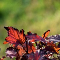 *** :: Павленко Михаил 