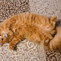 Жужа :: Вадим 