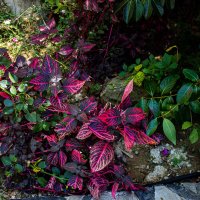 То, что у нас растет на окне в горшках, в Турции растет на улице :: Светлана SvetNika17